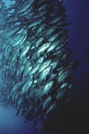 Example of pelagic ocean ecosystem 2